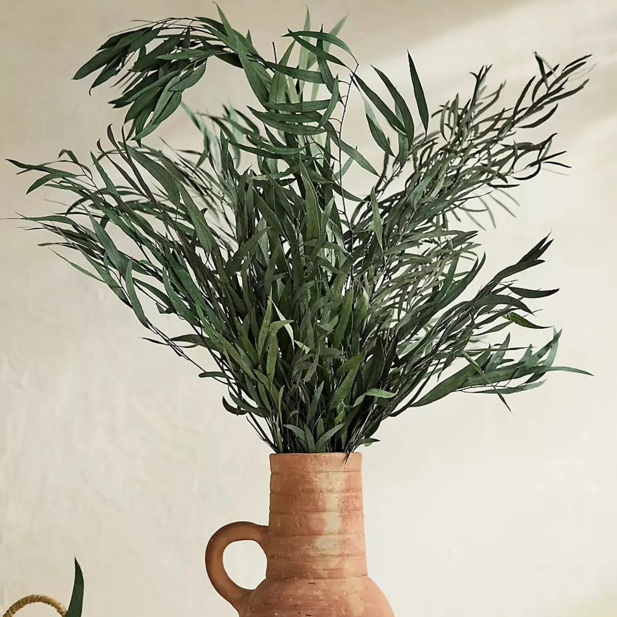 חבורת ניקולי של אקליפטוס' loading='lazy' title=