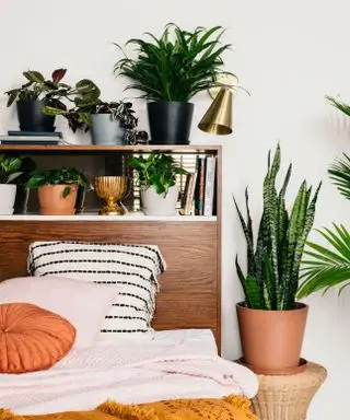 rastliny v spálni