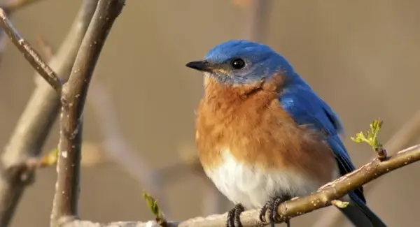 Symbolisme, rêves et messages du merlebleu de l'Est