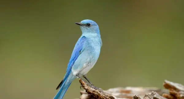 Symbolisme de l'oiseau bleu