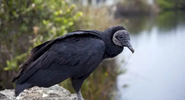 Black Vulture Symbolism, Vulture Meaning, Vulture Totem, Vulture Dream og Messages