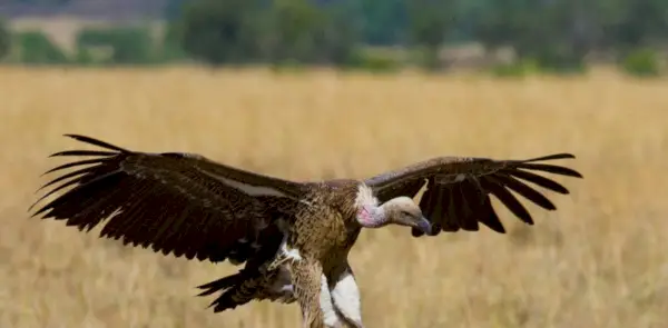 Vulture Symbolism, Vulture Meaning, Vulture Totem, Vulture Dream, and Messages