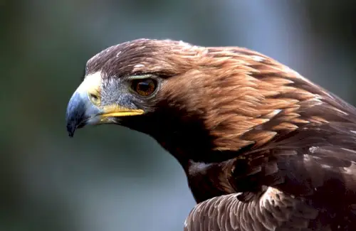 Dyrebeskeder, Totems, Ørnesymbolik, Ørnens betydning, Ørnens Totem, Ørnedrøm, Fugle, Rovfugle, Kongeørn, Bald Eagle, Havørn
