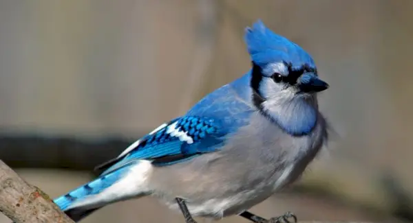 Blue Jay, Tierbotschaften, Totems