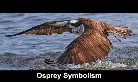 물수리 상징주의