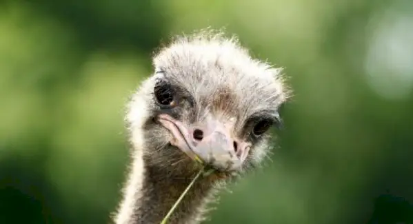 Simbolismo del avestruz, significado del avestruz, tótem del avestruz, sueño del avestruz y mensajes