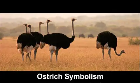 Simbolismo del avestruz