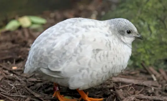 סימבוליזם שליו