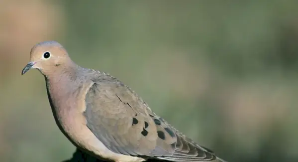 Colombe Deuil, Symbolisme De La Colombe, Signification De La Colombe, Totem De Colombe, Rêves De Colombe, Symbolisme De Colombe, Messages De Colombe, Messages D'animaux, Totems