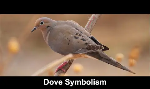 Symbolisme de la colombe