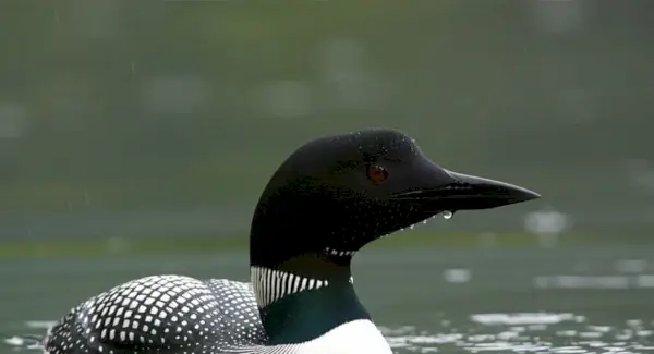 Simbolismo del somorgujo