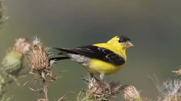 סימבוליזם של זהב