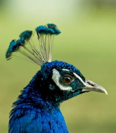 Påfuglsymbolikk, påfuglbetydning, påfugltotem, påfugldrøm og meldinger