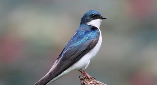 Simbolismo della rondine