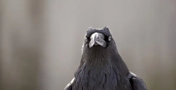 Kruk, Znaczenie Kruka, Totem Kruka, Sen Kruka, Symbolika Kruka, Ptaki, Spirit-Animals.com