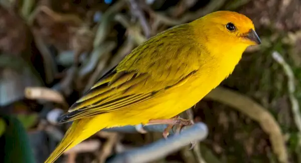 Simbolismo delle Canarie