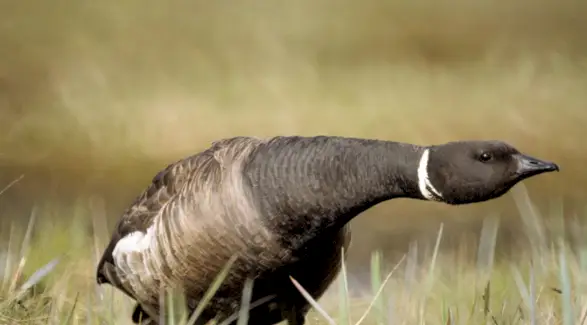 ガチョウの象徴性