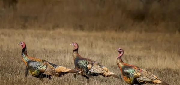 Significado da Turquia