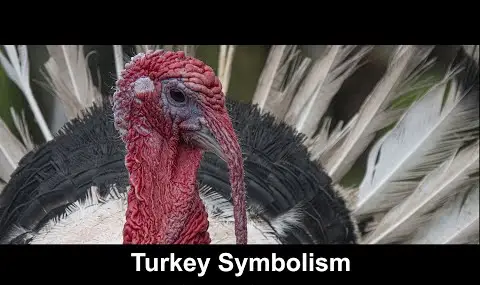 Simbolismo da Turquia