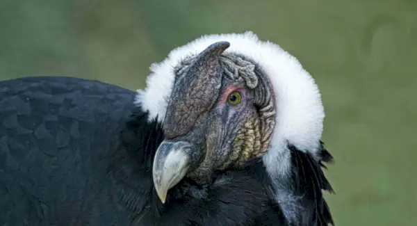 안데스 콘도르의 꿈