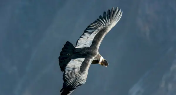 콘도르 상징주의