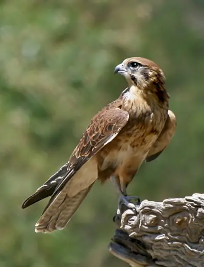 ファルコントーテム、ファルコンドリーム、メッセージ