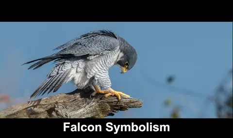 ファルコンの象徴性
