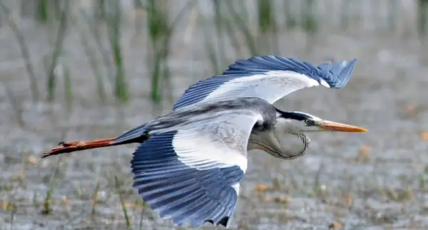 Simbolismo de la garza, significado de la garza, tótem de la garza, sueño de la garza y ​​mensajes