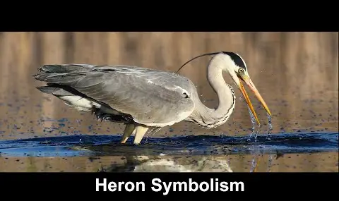 Simbolismo de la garza