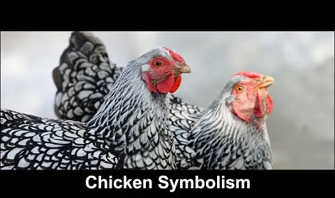 YouTube プレーヤー