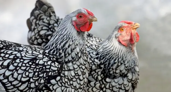 シルバーワイアンドットチキントーテム、夢