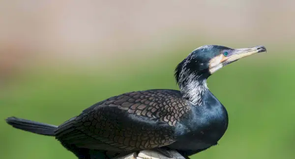 Totem del cormorano, sogni e messaggi