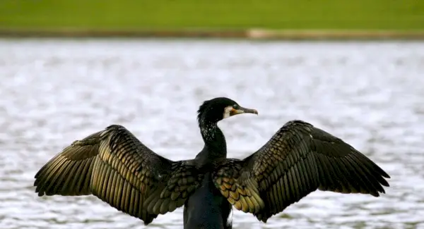 Simbolismo del cormorano