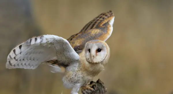 メンフクロウの象徴性