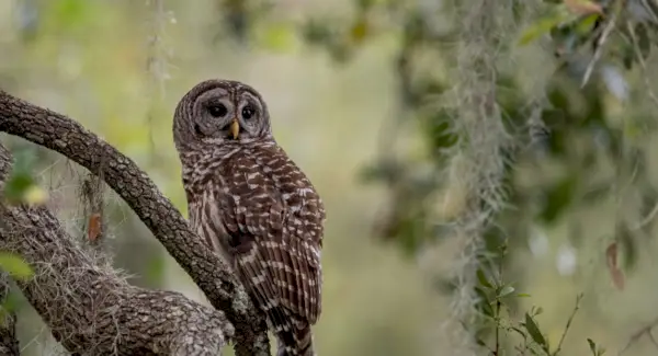 マメフクロウの意味
