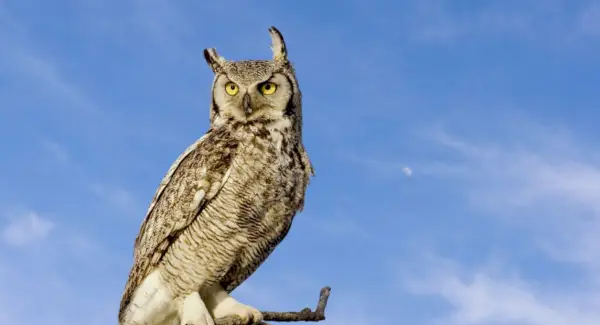 アメリカミミズクの意味