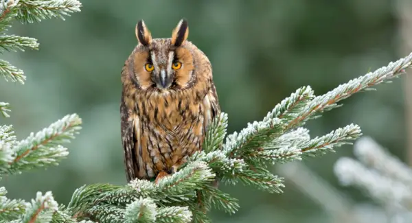 ナガミミズクのトーテム、フクロウの夢とメッセージ