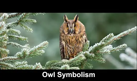 フクロウの象徴性