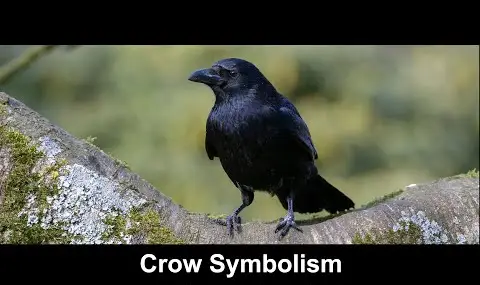 Krähensymbolik