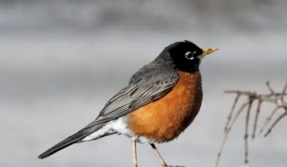 Robin-Symbolik, Robin-Träume, Tierbotschaften, Tiertotems, Vögel, spirit-animal.com