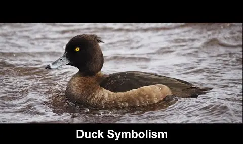 Simbolismo del pato