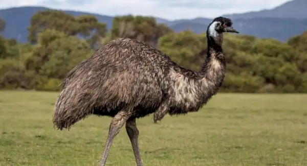 Emu symbolik