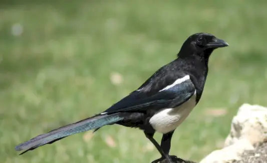 Symbolika černé účtované straky