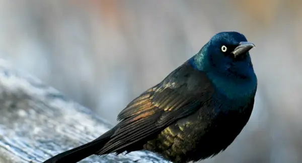 Simbolismo del grillo