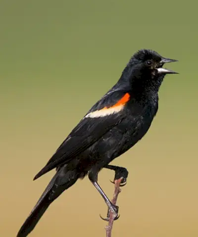 Simbolismo del merlo del sassello