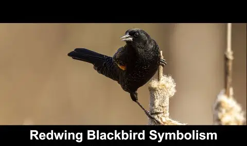 Simbolismo del merlo del sassello