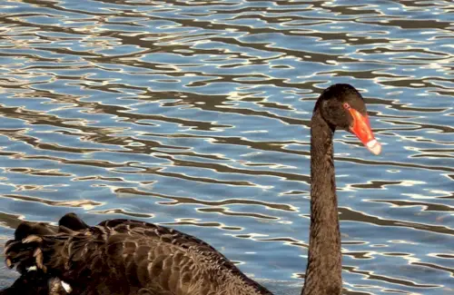 Svanesymbolikk, Svanebetydning, Svanetotem, Svanedrøm og meldinger
