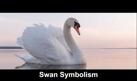 Svanesymbolikk