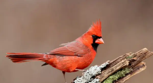枢機卿の象徴主義