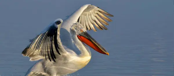Symbolika pelikánů, význam pelikánů, pelikánský totem, pelikánský sen a poselství